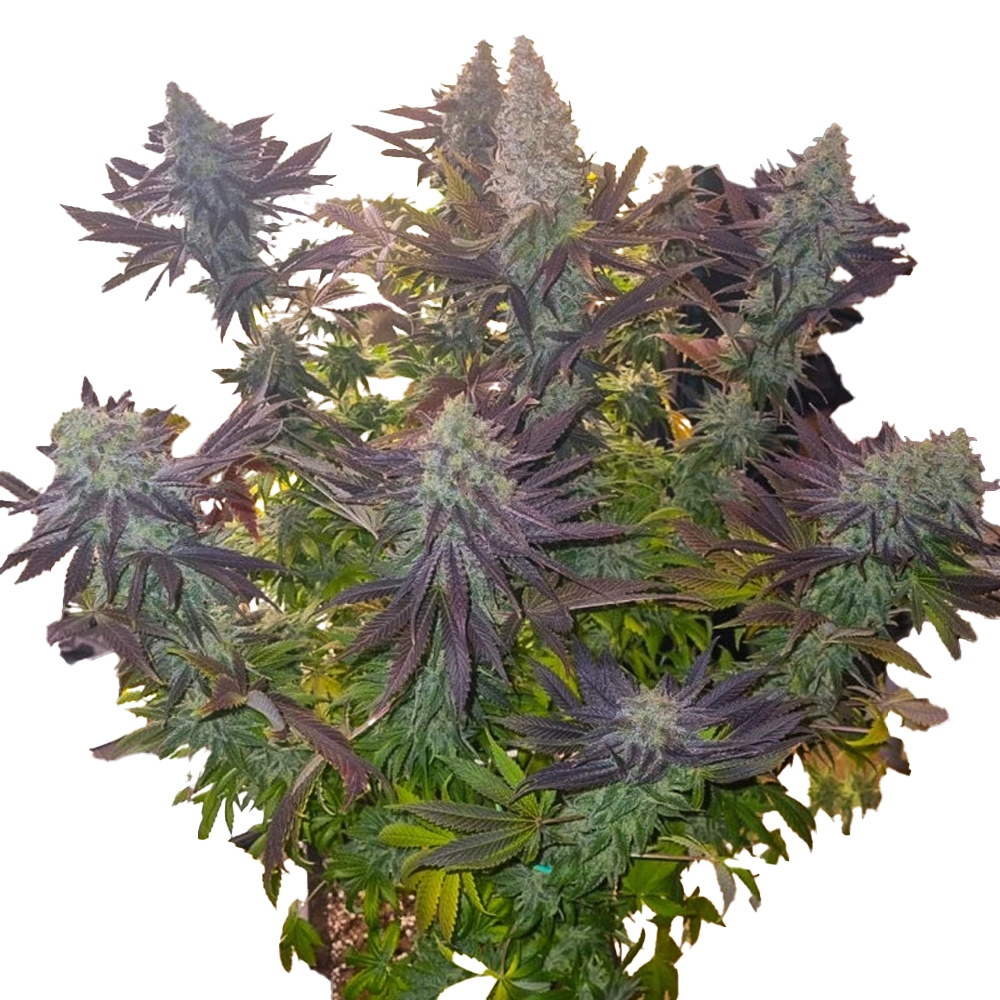 graines de cannabis Blueberry