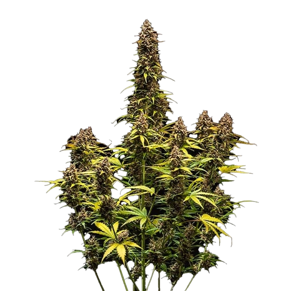 plant Do Si Dos Santos