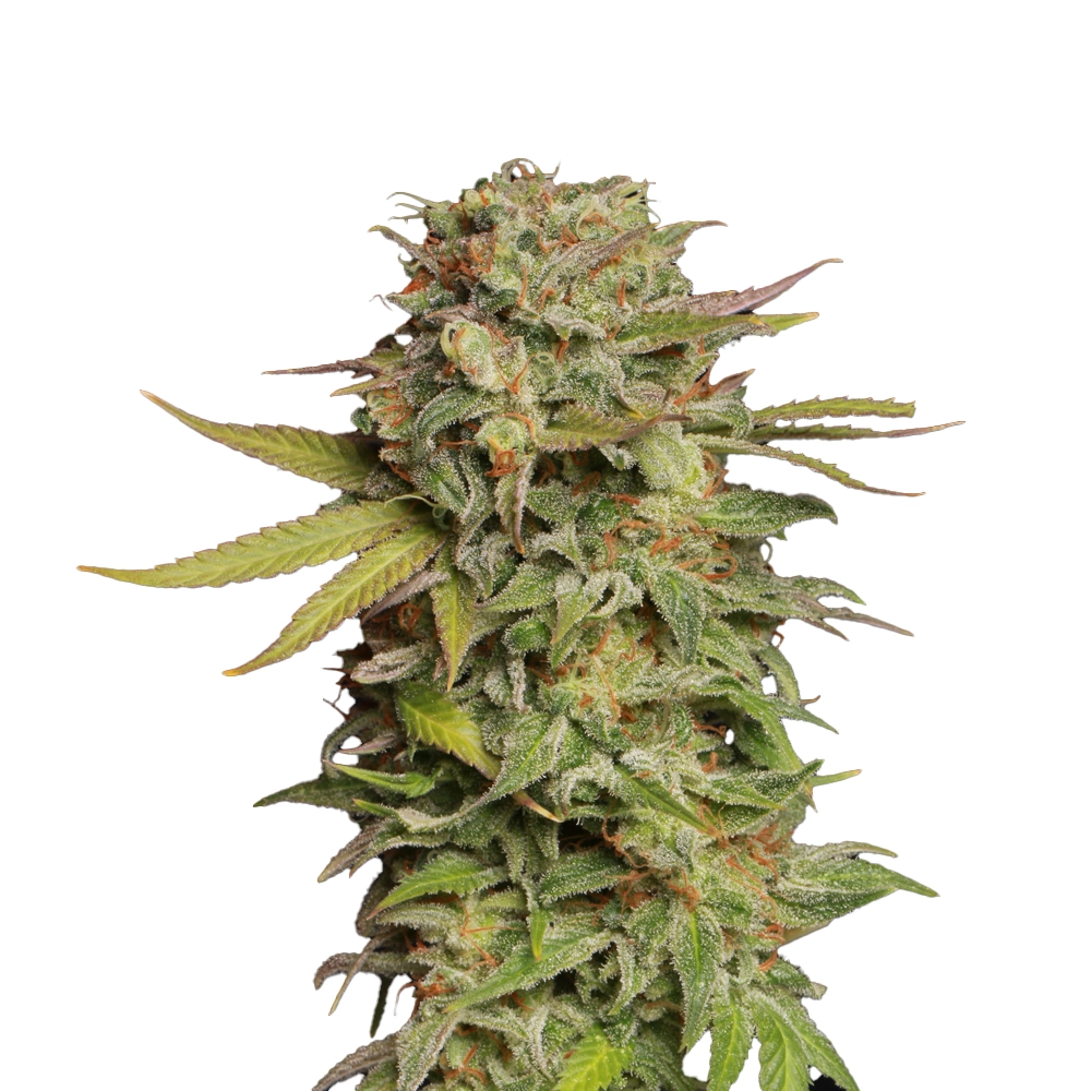 graines de cannabis de collection Nothern Lights